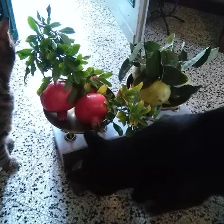 I Quattro Gatti Bed & Breakfast *