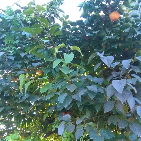 Bed & Breakfast I Quattro Gatti Gabiano