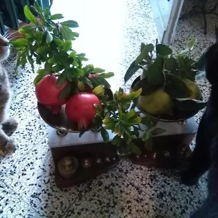 Bed & Breakfast I Quattro Gatti Gabiano